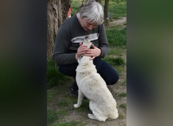 Liv - Schatz auf 4 Pfoten