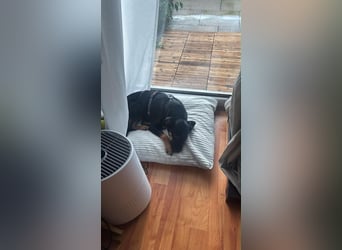 Ophelia sucht ein neues Zuhause! (Aufenthalt in Schleswig Holstein)