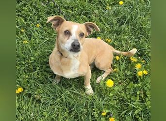 Petunia - sanfte Hundedame