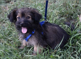 Flynn sucht liebevolles Zuhause
