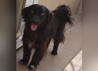 Katya fröhliche Hundedame