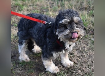 Baileys einfach nur liebenswert