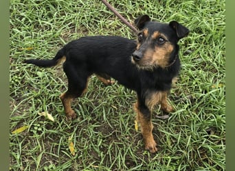 Reggie - Strolch von der Straße