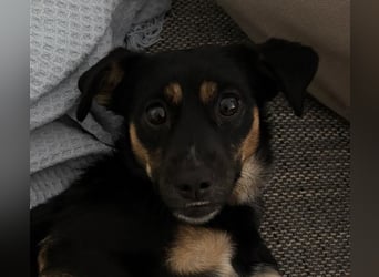 Ophelia sucht ein neues Zuhause! (Aufenthalt in Schleswig Holstein)