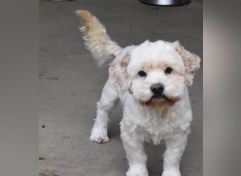 Whisky - Hahn im Korb