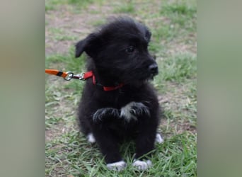 Dorie vom Welpenquartett