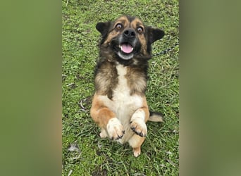 Marcello - Traumhund sucht Zuhause