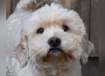 Whisky - Hahn im Korb