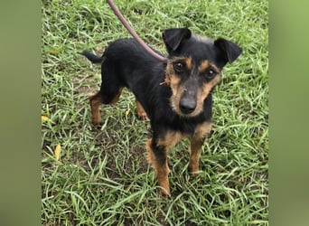 Reggie - Strolch von der Straße