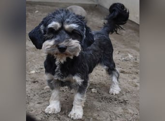 Baileys einfach nur liebenswert