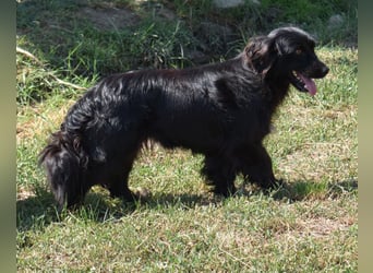Katya fröhliche Hundedame