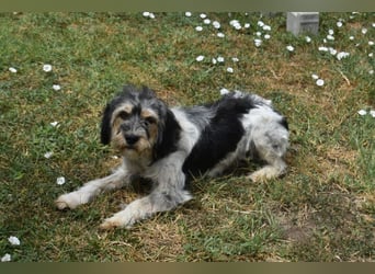 Ruby kleine Frohnatur