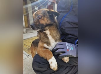 Marcello - Traumhund sucht Zuhause