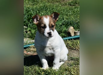 Hanni sucht Familienanschluss