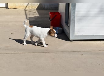 Hanni sucht Familienanschluss