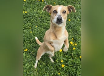 Petunia - sanfte Hundedame