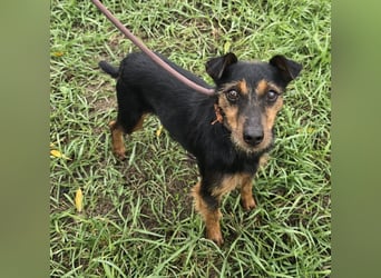 Reggie - Strolch von der Straße