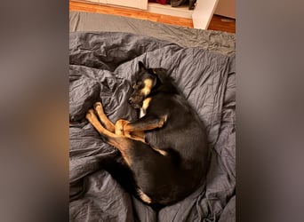 Ophelia sucht ein neues Zuhause! (Aufenthalt in Schleswig Holstein)