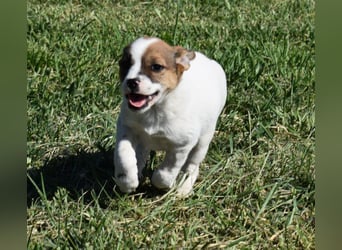 Hanni sucht Familienanschluss