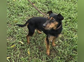 Reggie - Strolch von der Straße