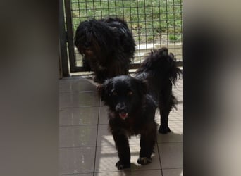 Katya fröhliche Hundedame