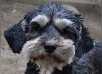 Baileys einfach nur liebenswert