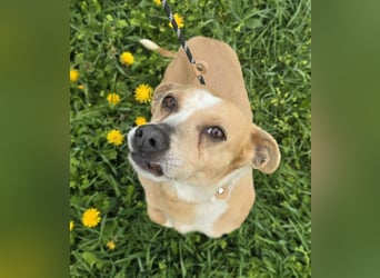Petunia - sanfte Hundedame