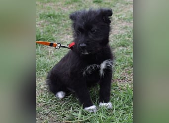 Dorie vom Welpenquartett