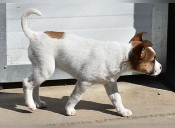 Hanni sucht Familienanschluss