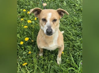 Petunia - sanfte Hundedame