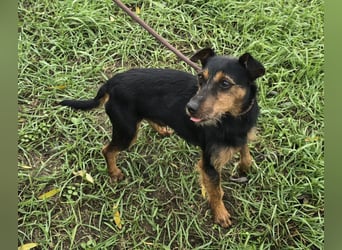 Reggie - Strolch von der Straße