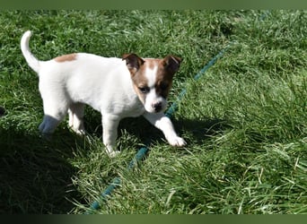 Hanni sucht Familienanschluss
