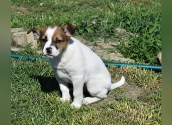 Hanni sucht Familienanschluss