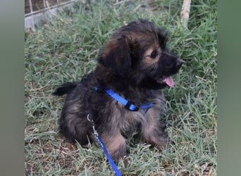 Flynn sucht liebevolles Zuhause