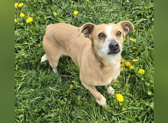 Petunia - sanfte Hundedame