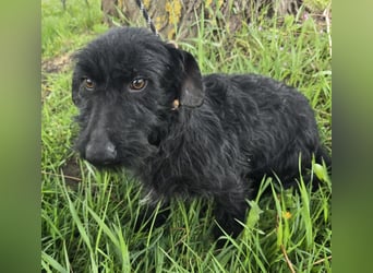 Noel sucht sein Glück