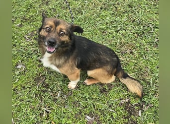 Marcello - Traumhund sucht Zuhause