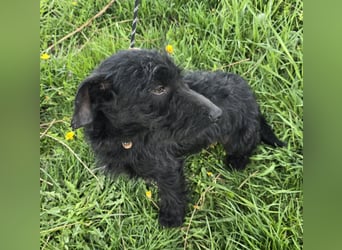 Noel sucht sein Glück