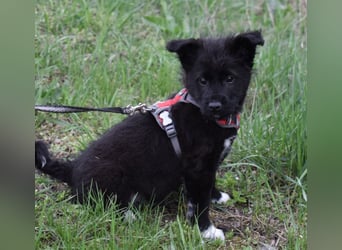 Donut vom Welpen Quartett