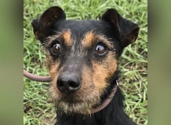 Reggie - Strolch von der Straße