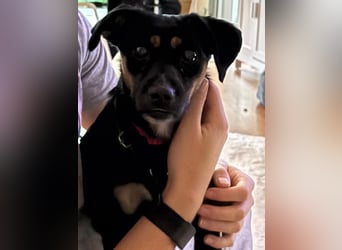 Ophelia sucht ein neues Zuhause! (Aufenthalt in Schleswig Holstein)