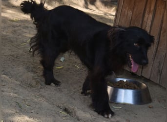 Katya fröhliche Hundedame