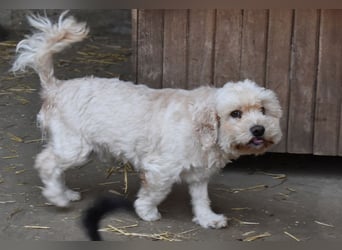 Whisky - Hahn im Korb