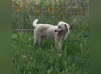 Lucky *Luke*