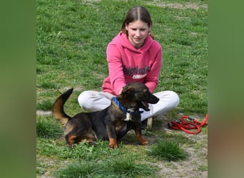 Emma - vor der Kette gerettet