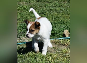 Hanni sucht Familienanschluss