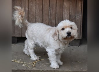 Whisky - Hahn im Korb