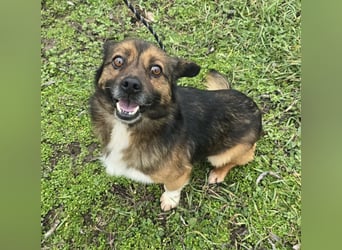Marcello - Traumhund sucht Zuhause