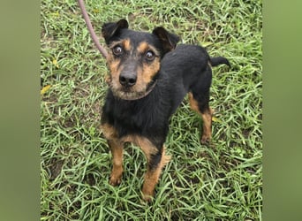 Reggie - Strolch von der Straße