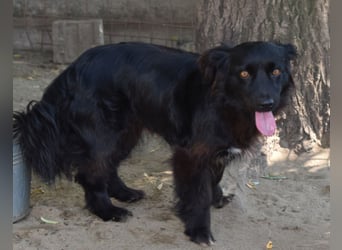 Katya fröhliche Hundedame